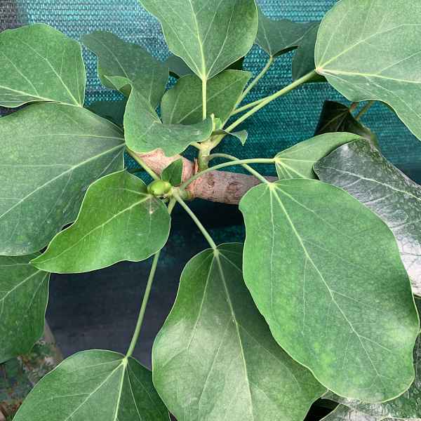 OREOPANAX capitatum - C America