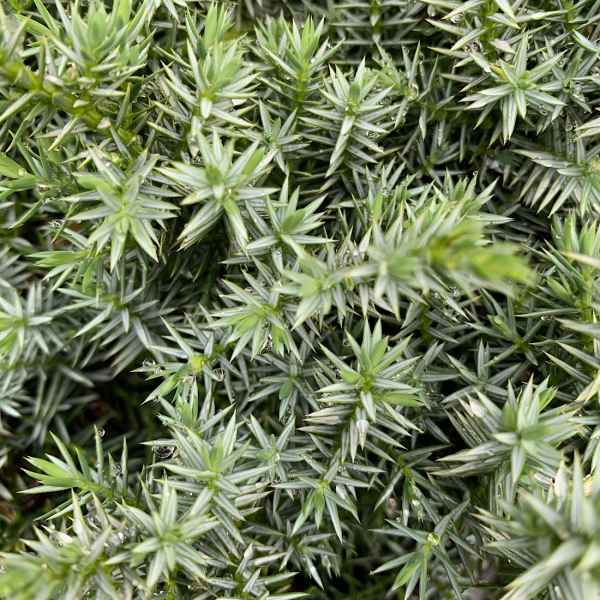 JUNIPERUS chinensis Blue Alps - Orticola
