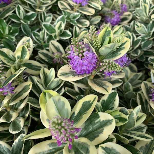 HEBE andersonii Variegata - N Zelanda