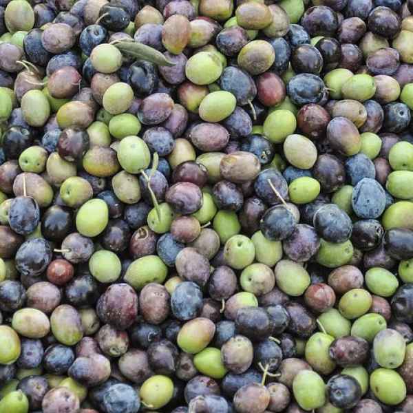 OLEA europaea Taggiasca - Liguria