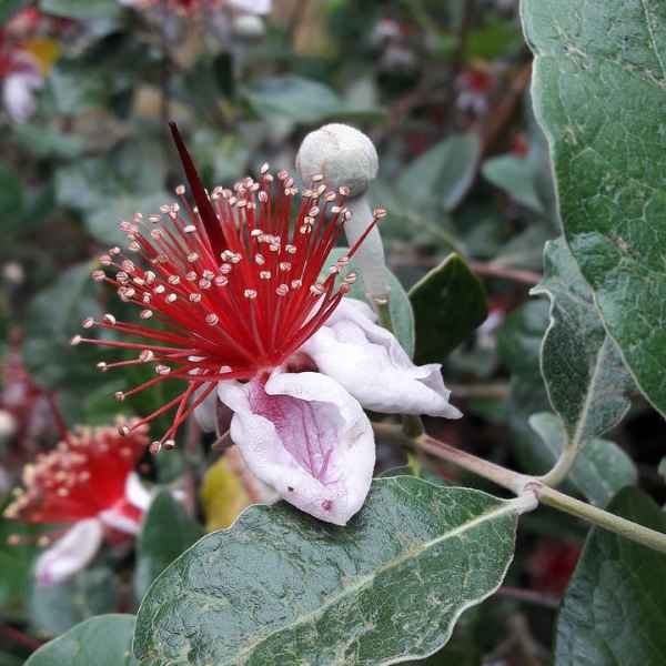 FEIJOA sellowiana GUAYABO DEL BRASILE - Brasile