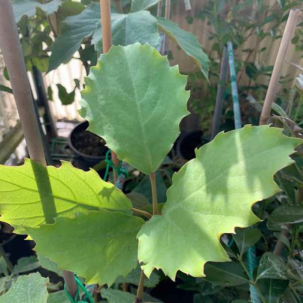 TETRASTIGMA voinierianum - S Africa