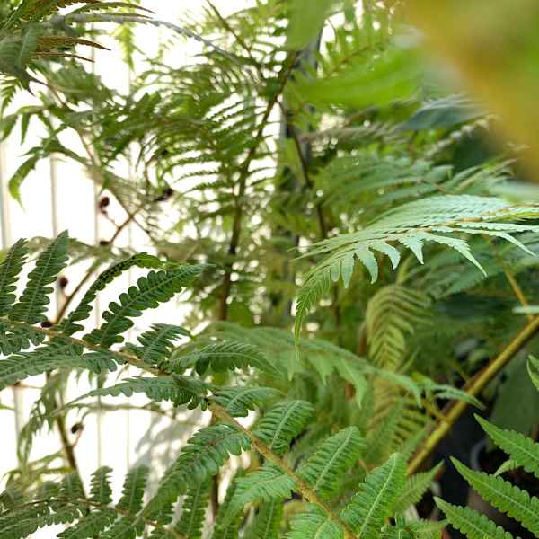CYATHEA cooperi sin. ALSOPHILA - Australia
