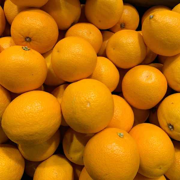 CITRUS sinensis MORO - ARANCIO - Orticola