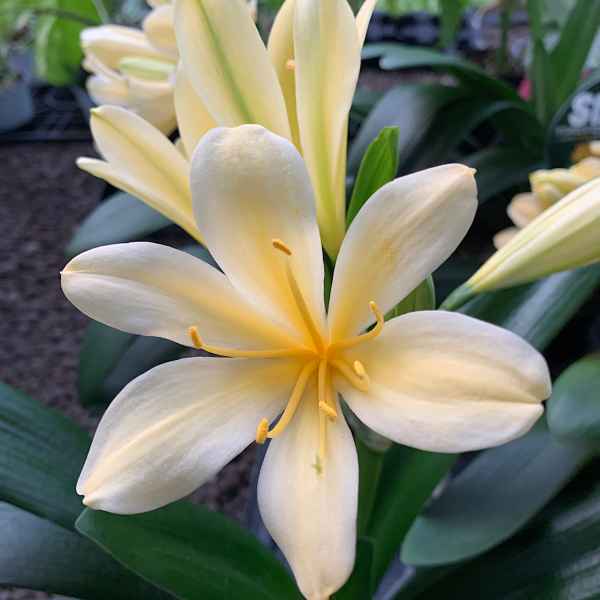 CLIVIA miniata Citrina - S Africa