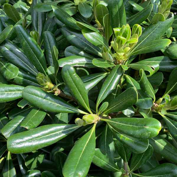 PITTOSPORUM tobira - Giappone