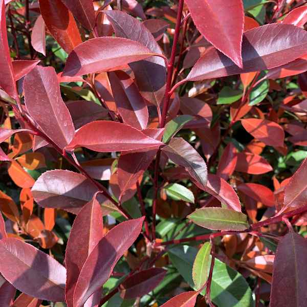 PHOTINIA fraseri Red Robin - Orticola