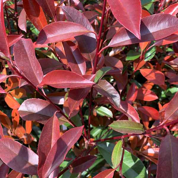 PHOTINIA fraseri Red Robin - Orticola