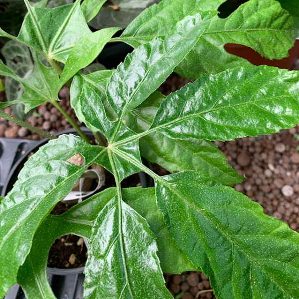 TREVESIA palmata - Thailandia