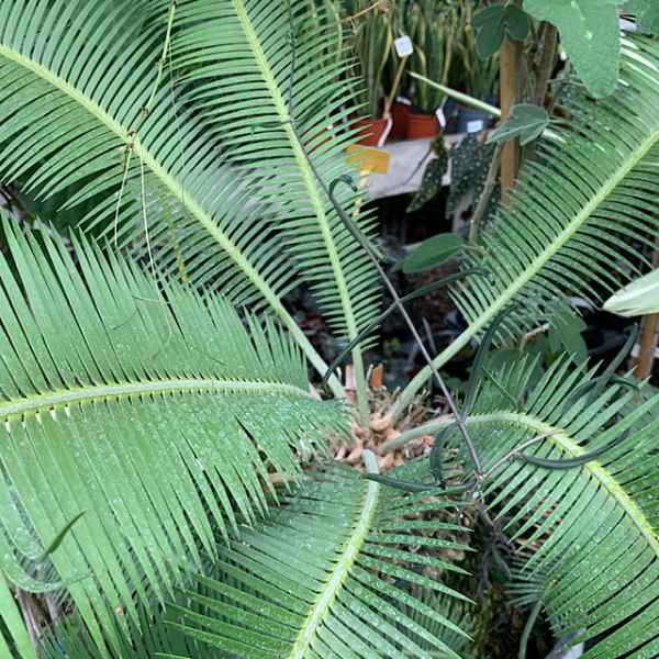 ZAMIA skinneri - Panama