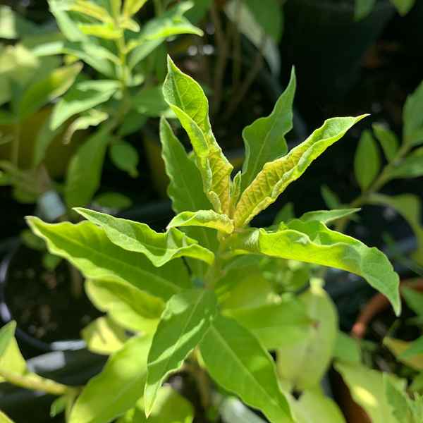 CESTRUM aurantiacum - Guatemala
