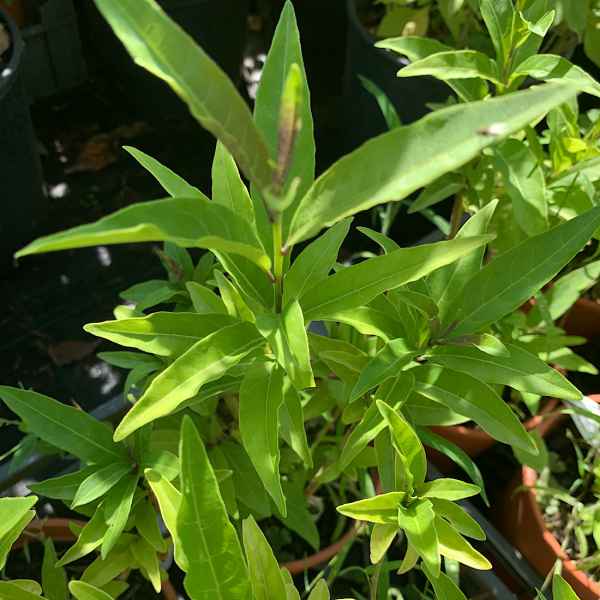 CESTRUM violaceum - Messico