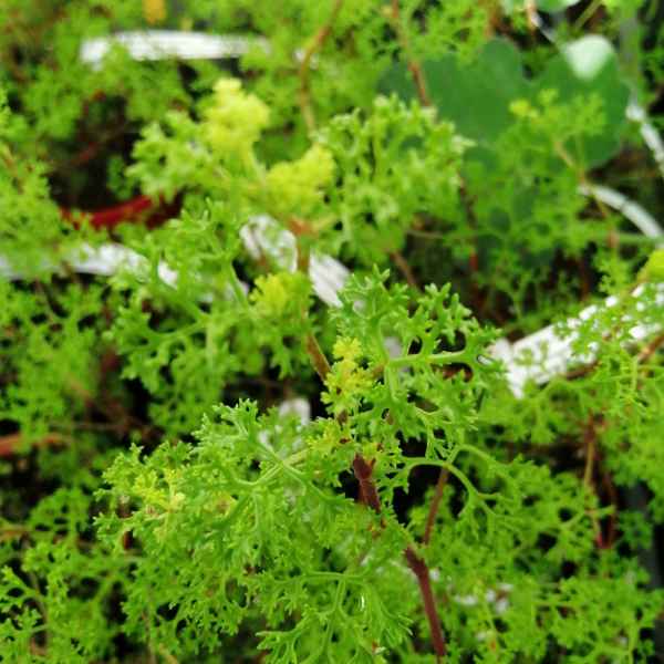 PELARGONIUM crispum - S Africa