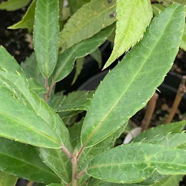 HELWINGIA chinensis - Cina