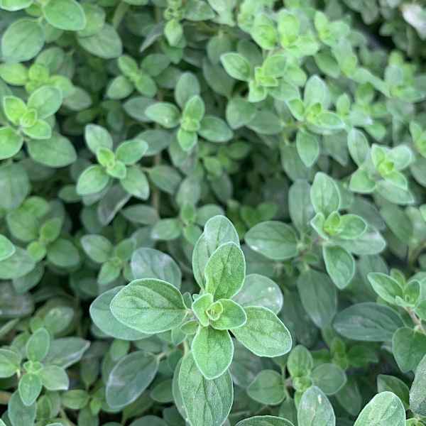 ORIGANUM vulgare  ORIGANO - Europa