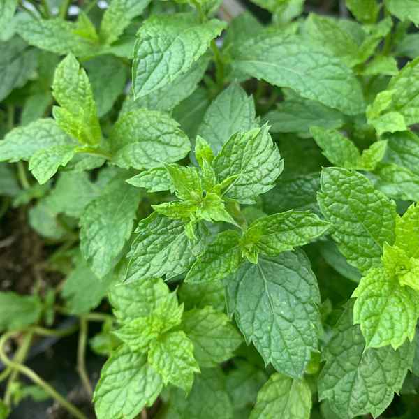 MENTHA sp.  MENTA - Europa