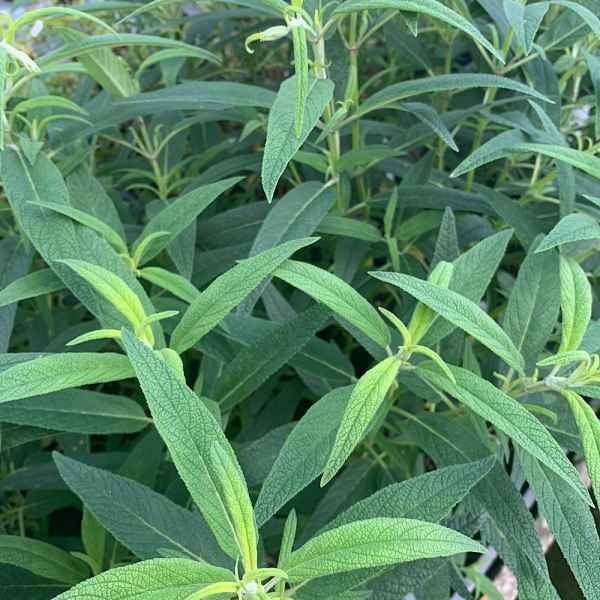 SALVIA leucantha Danielle's Dream - Orticola