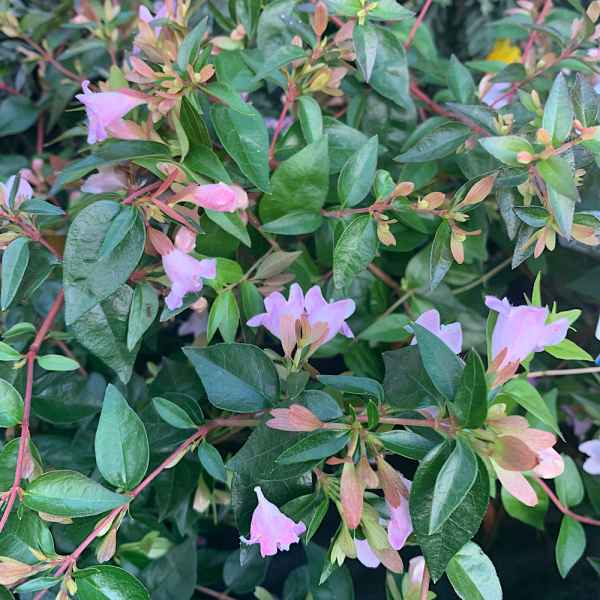 ABELIA Edward Goucher - Orticola