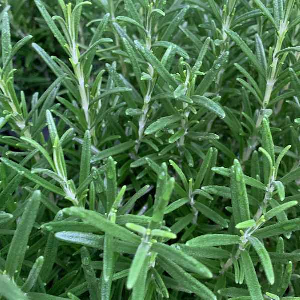 ROSMARINUS officinalis - Mediterraneo