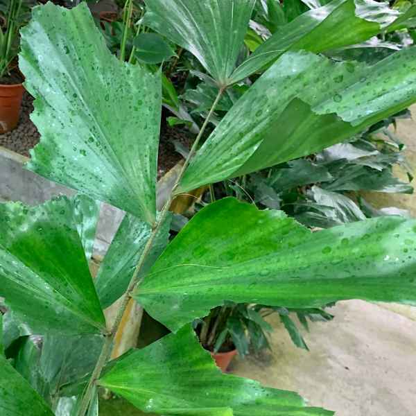 CARYOTA mitis - Filippine