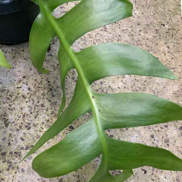 EPIPHYLLUM chrysocardium sin. SELENICEREUS - Messico