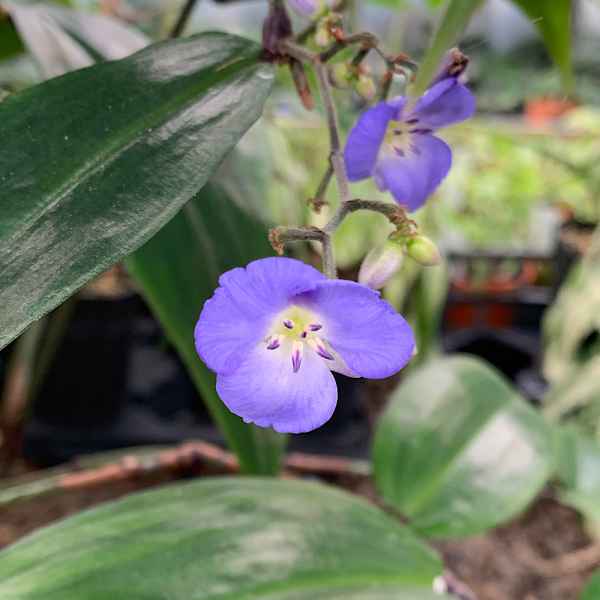 DICHORISANDRA thyrsiflora Blue Bamboo - Orticola