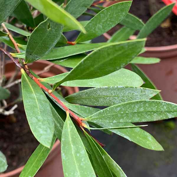 CALLISTEMON citrinus Splendens - Australia