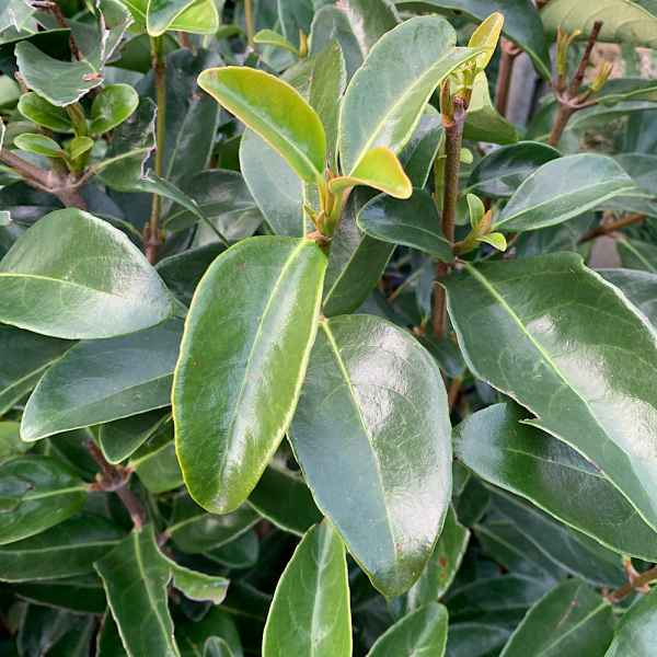 VIBURNUM tinus Lucidum - Orticola