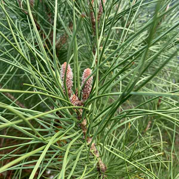 PINUS pinea - Europa