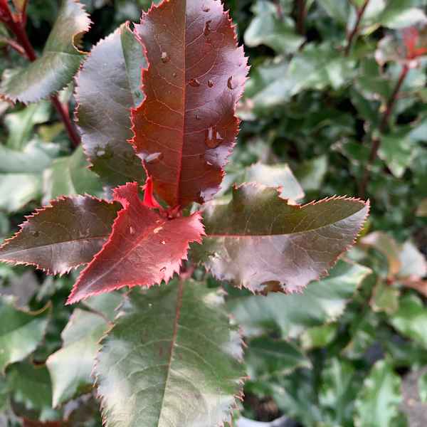 PHOTINIA fraseri Magical Vulcano - Orticola