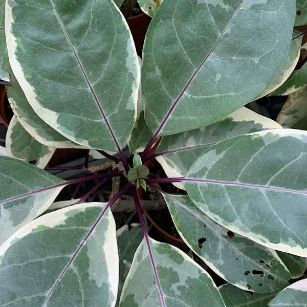 SOLANDRA grandiflora Variegata - Antille