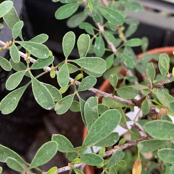 RHIGOZUM obovatum - S Africa