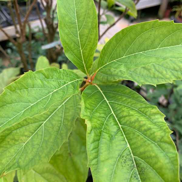 CITHAREXYLUM fruticosum - India