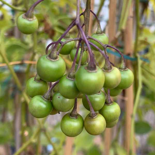 SOLANUM seaforthianum - S America