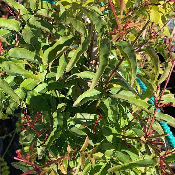 JASMINUM polyanthum - India