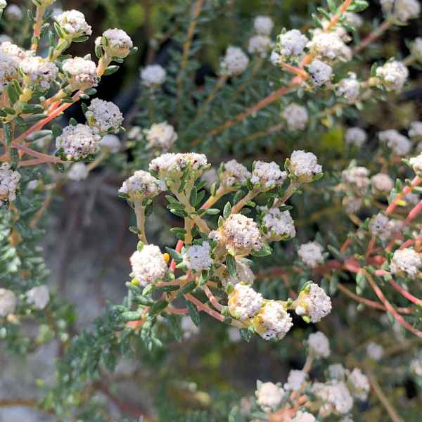 PHYLICA ericoides - S Africa