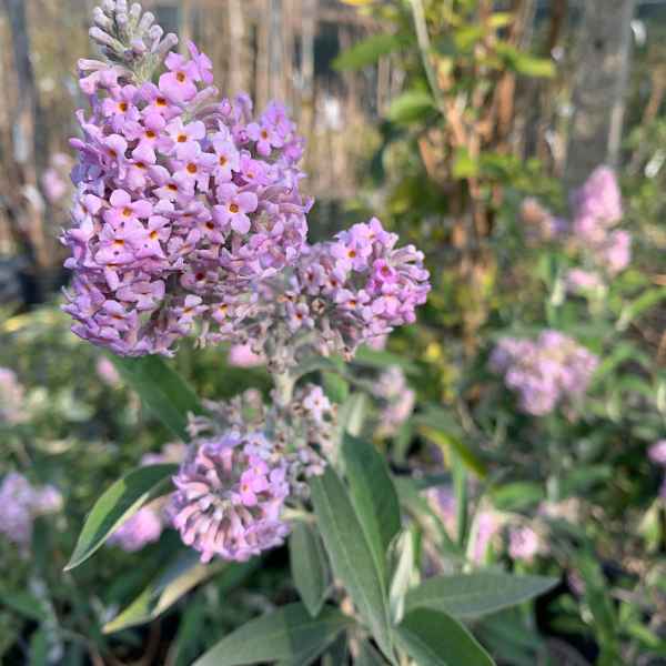 BUDDLEJA officinalis - Africa