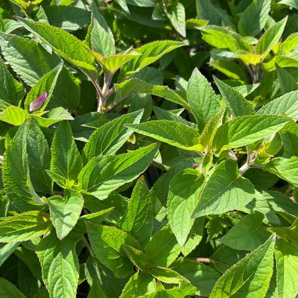 SALVIA elegans - Messico