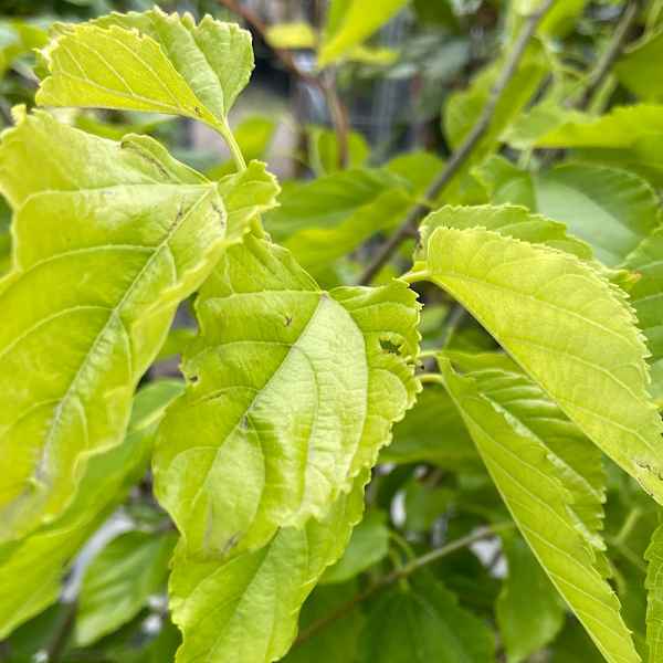 MORUS macroura Saharanpur GELSO BIANCO EST A - Orticola