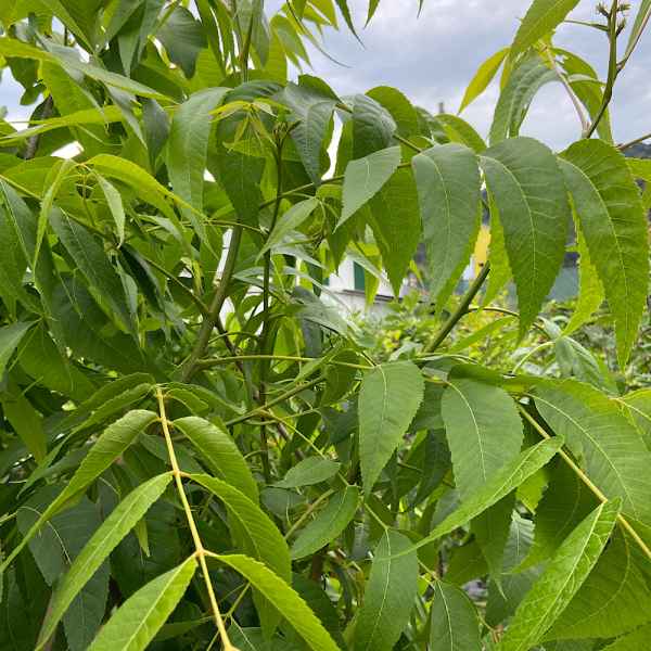 CARYA illinoinensis Cape Fear NOCE DI PECAN 1/11 A - Orticola