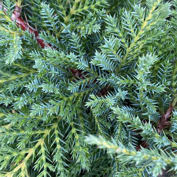 JUNIPERUS media Gold Star - Orticola