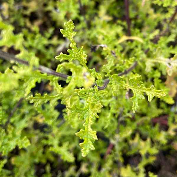 SALVIA namaensis - Namibia