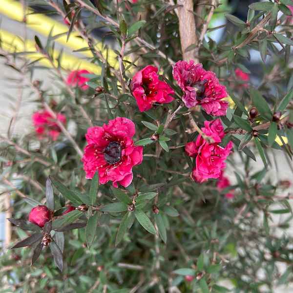 LEPTOSPERMUM Cherry Brandy - Orticola