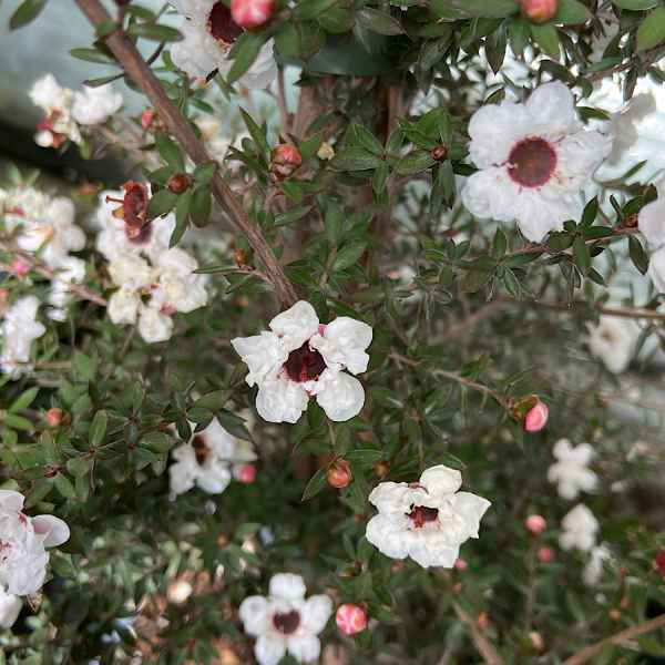 LEPTOSPERMUM scoparium Leonard Wilson - Orticola