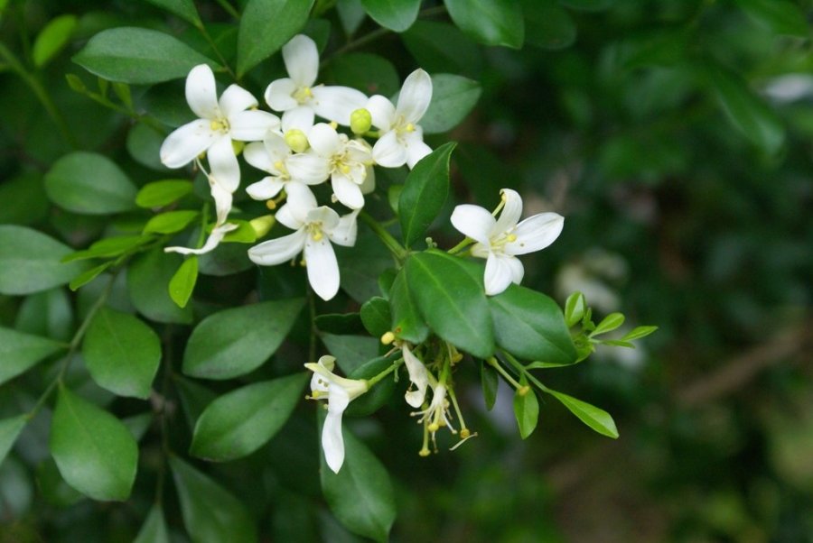 Piante Profumate