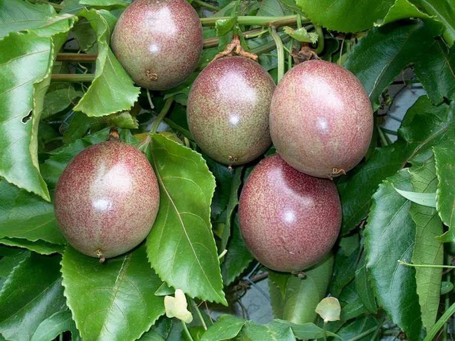Fruttifere Particolari