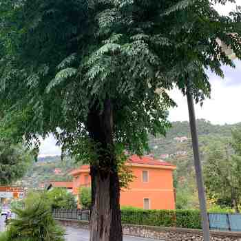 Alberi o Alberelli